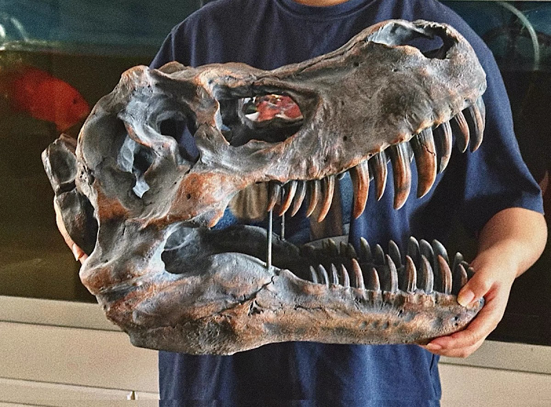 Dinosaur Head